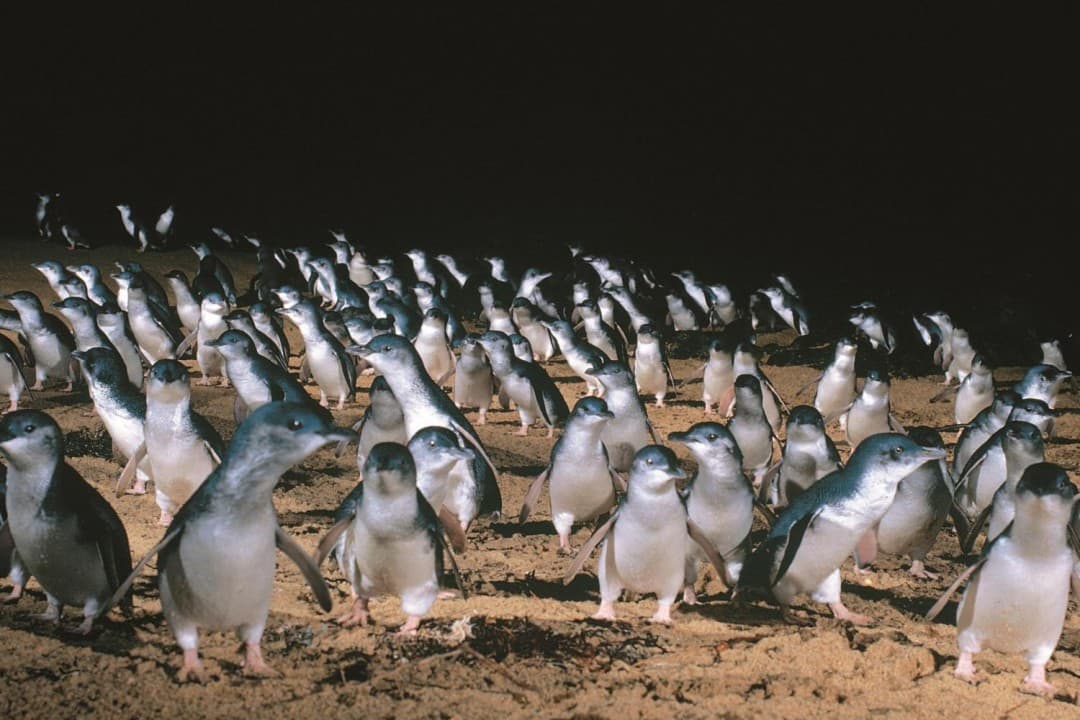 Phillip Island with Penguin Parade Eco Tour - تصویر 4
