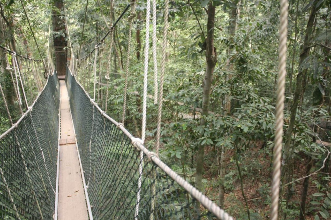Taman Negara National Park Tour from Kuala Lumpur - تصویر 6