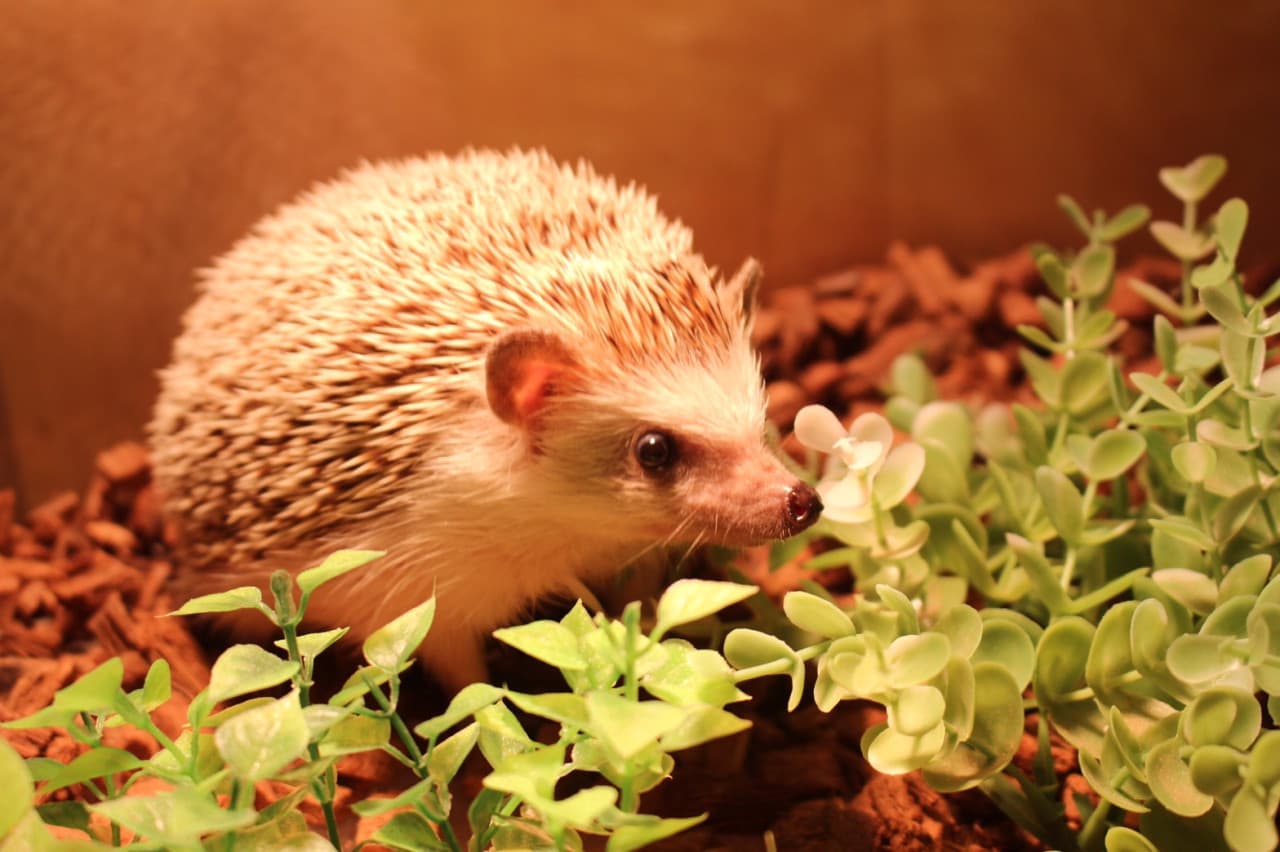 Moff Animal Cafe Lalaport Fukuoka Ticket - تصویر اصلی