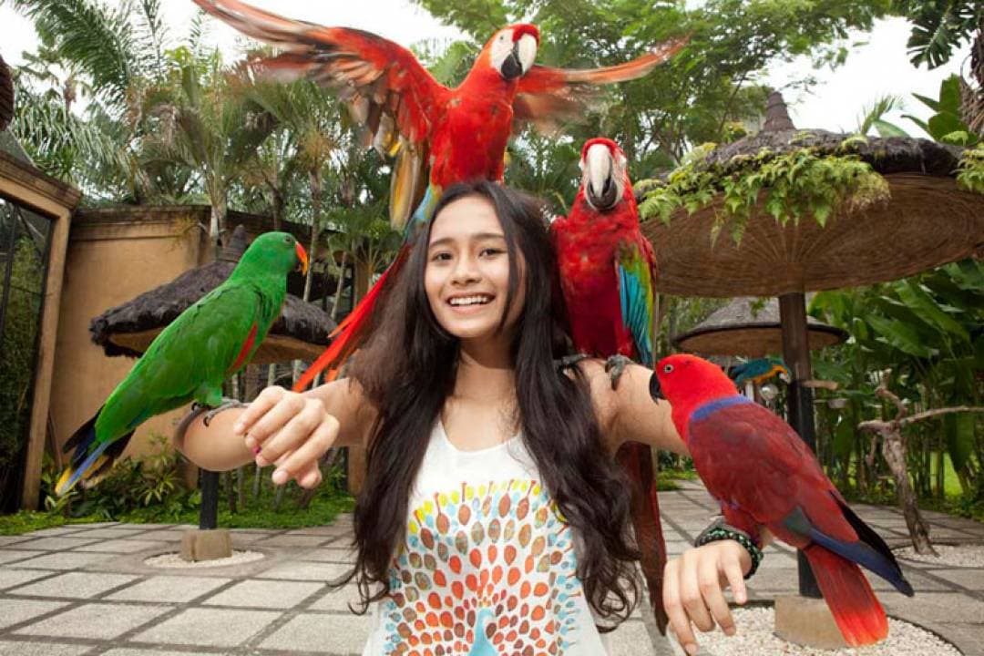 Bali Bird Park Ticket - تصویر 8