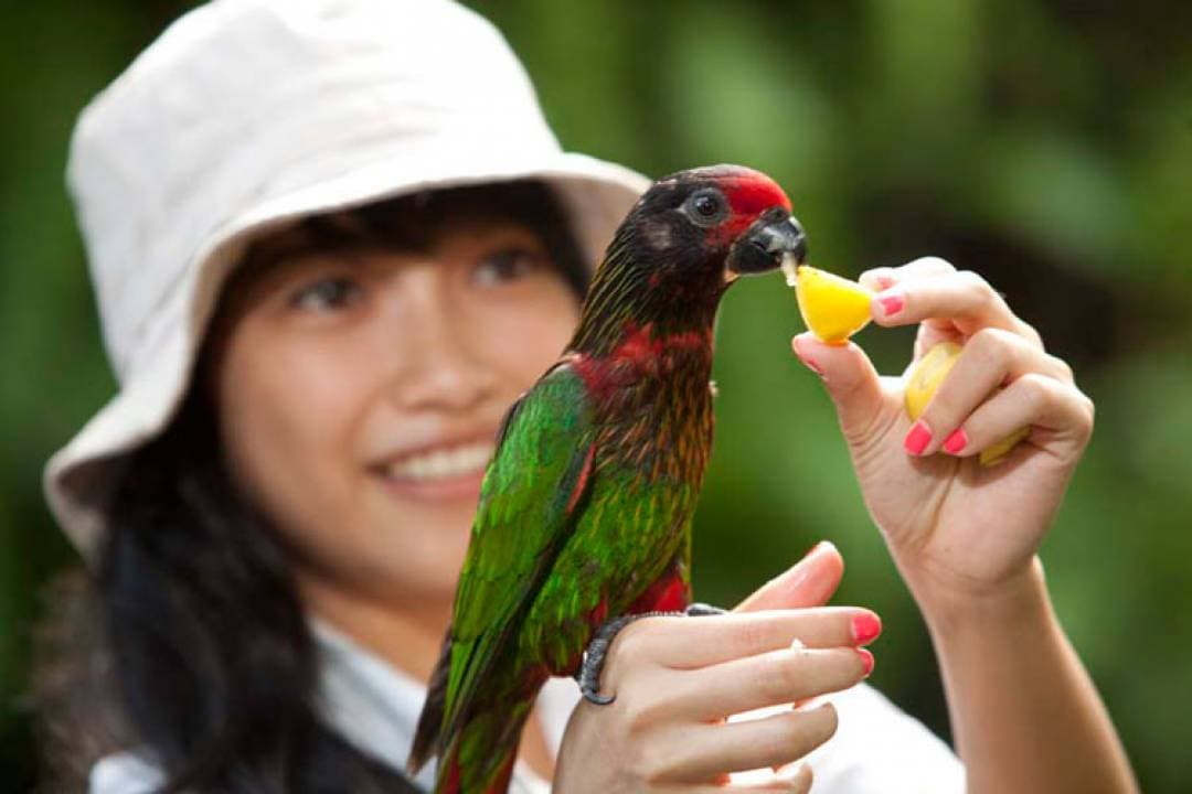 Bali Bird Park Ticket - تصویر 5