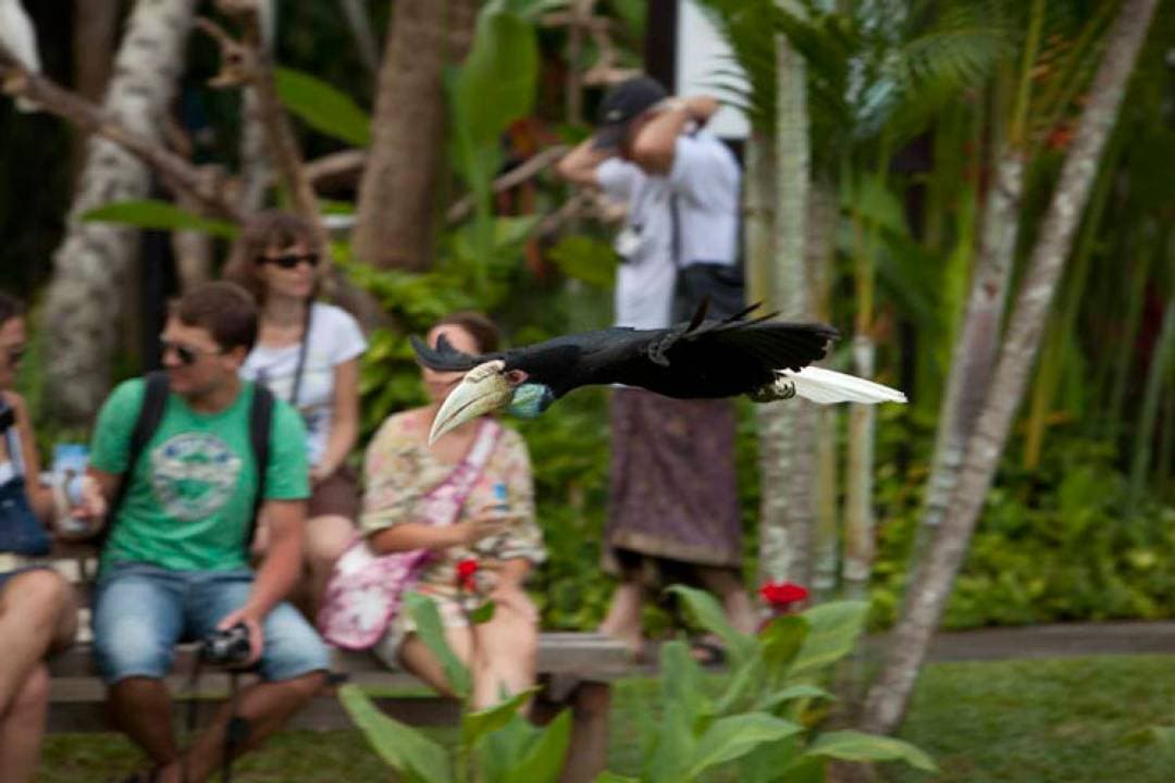 Bali Bird Park Ticket - تصویر 20