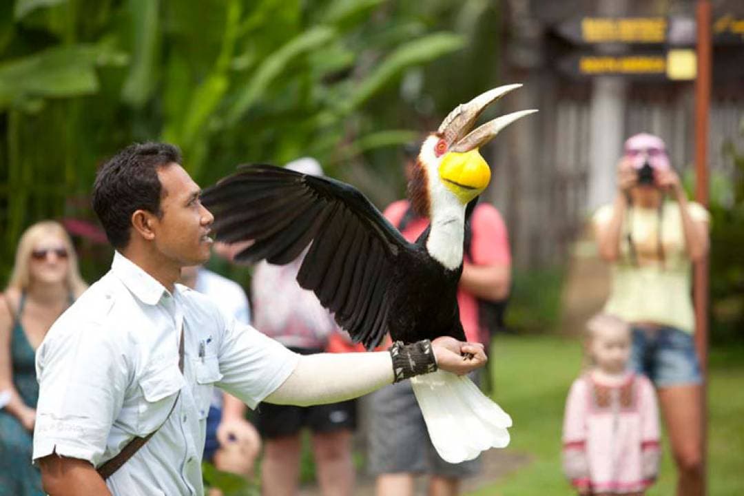 Bali Bird Park Ticket - تصویر 13