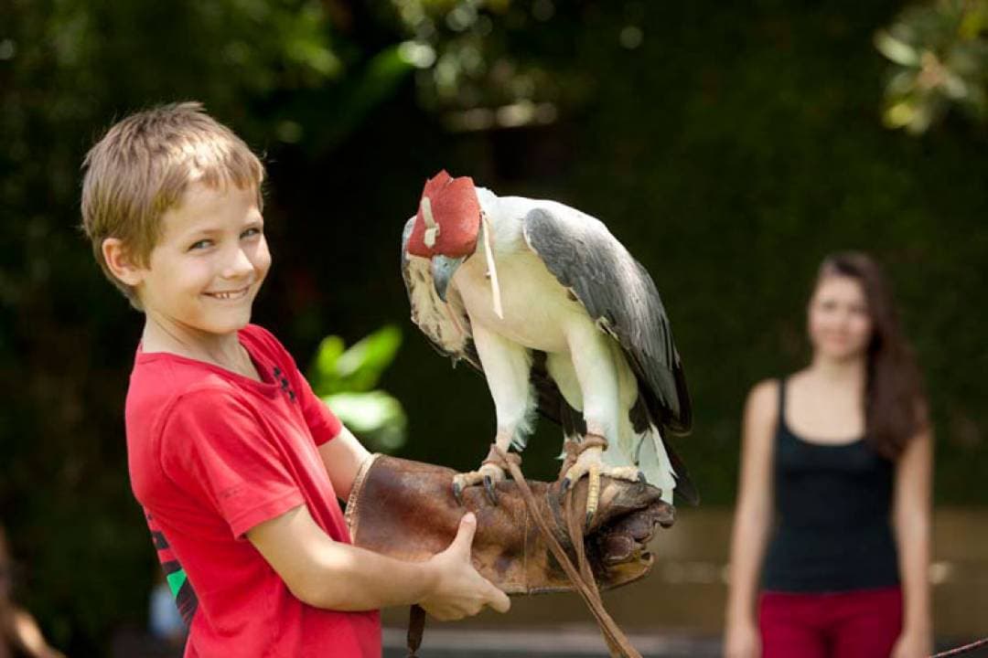 Bali Bird Park Ticket - تصویر 6