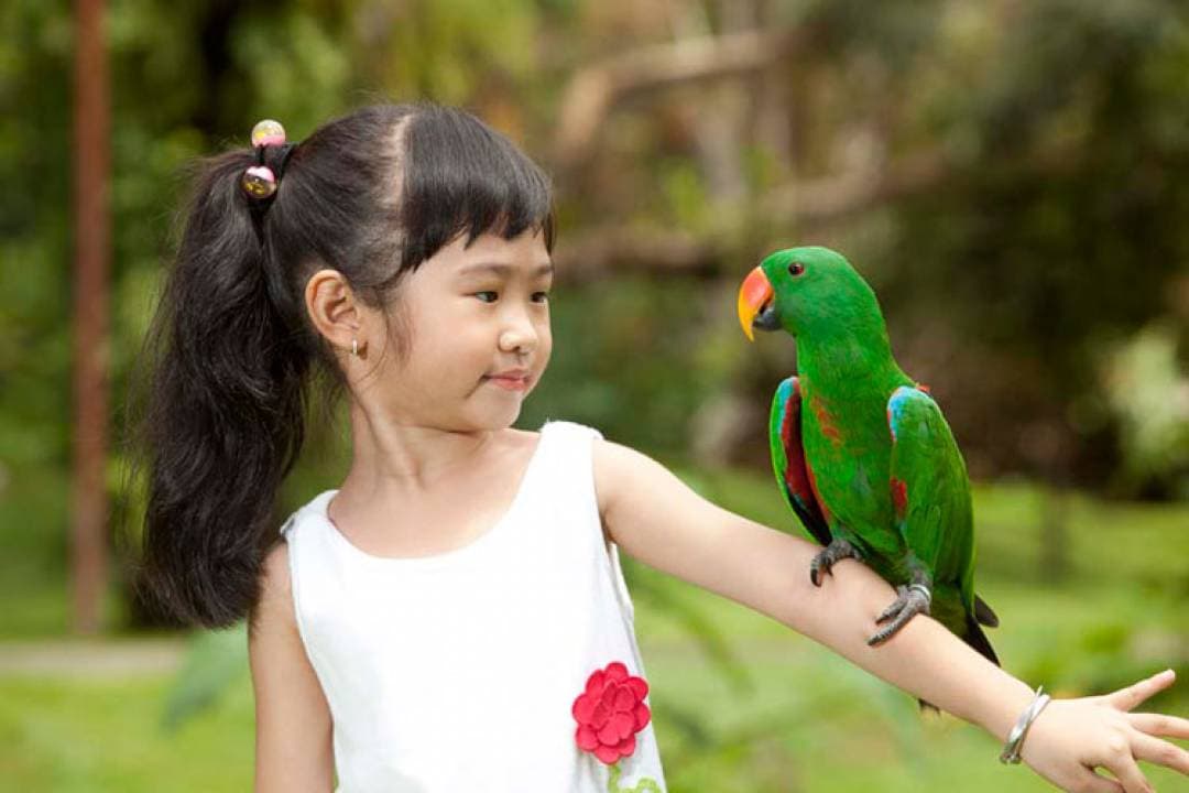Bali Bird Park Ticket - تصویر 12