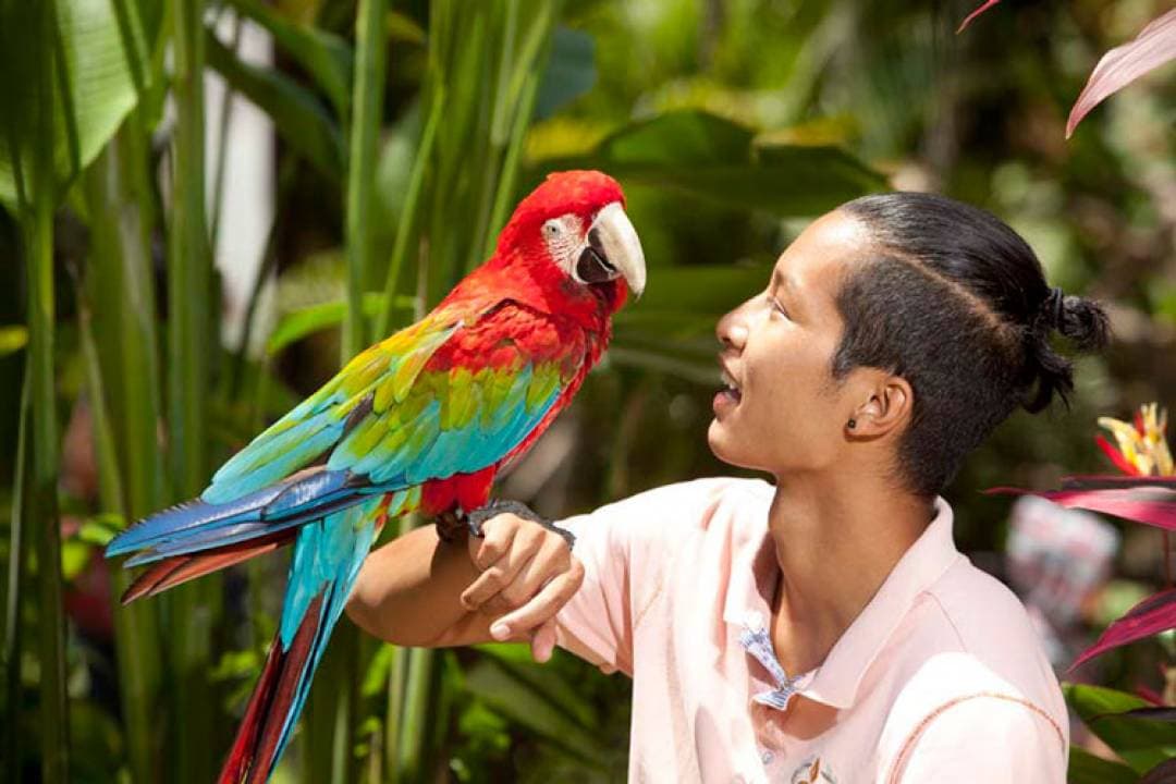 Bali Bird Park Ticket - تصویر 4