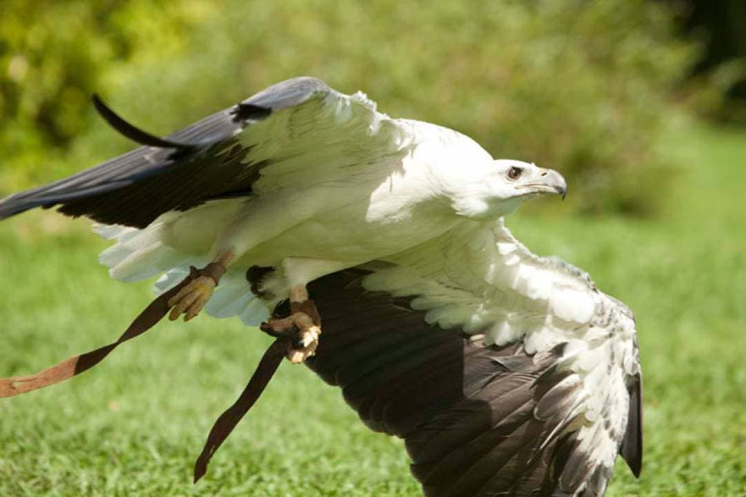 Bali Bird Park Ticket - تصویر 18