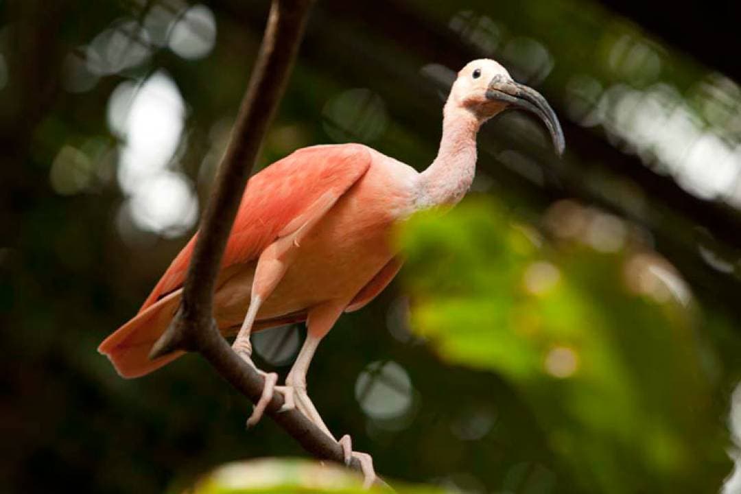 Bali Bird Park Ticket - تصویر 16