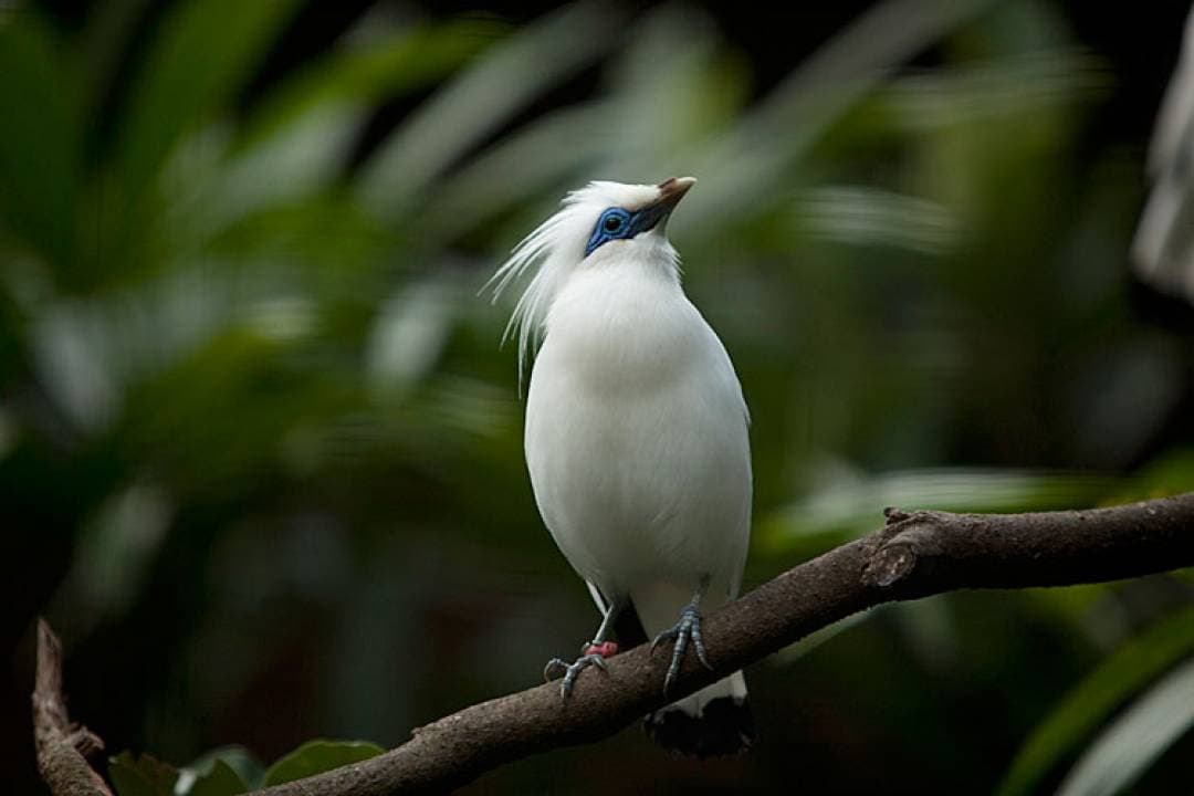 Bali Bird Park Ticket - تصویر 17
