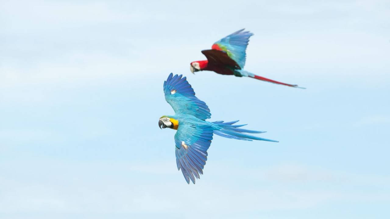 Bali Bird Park Ticket - تصویر 19