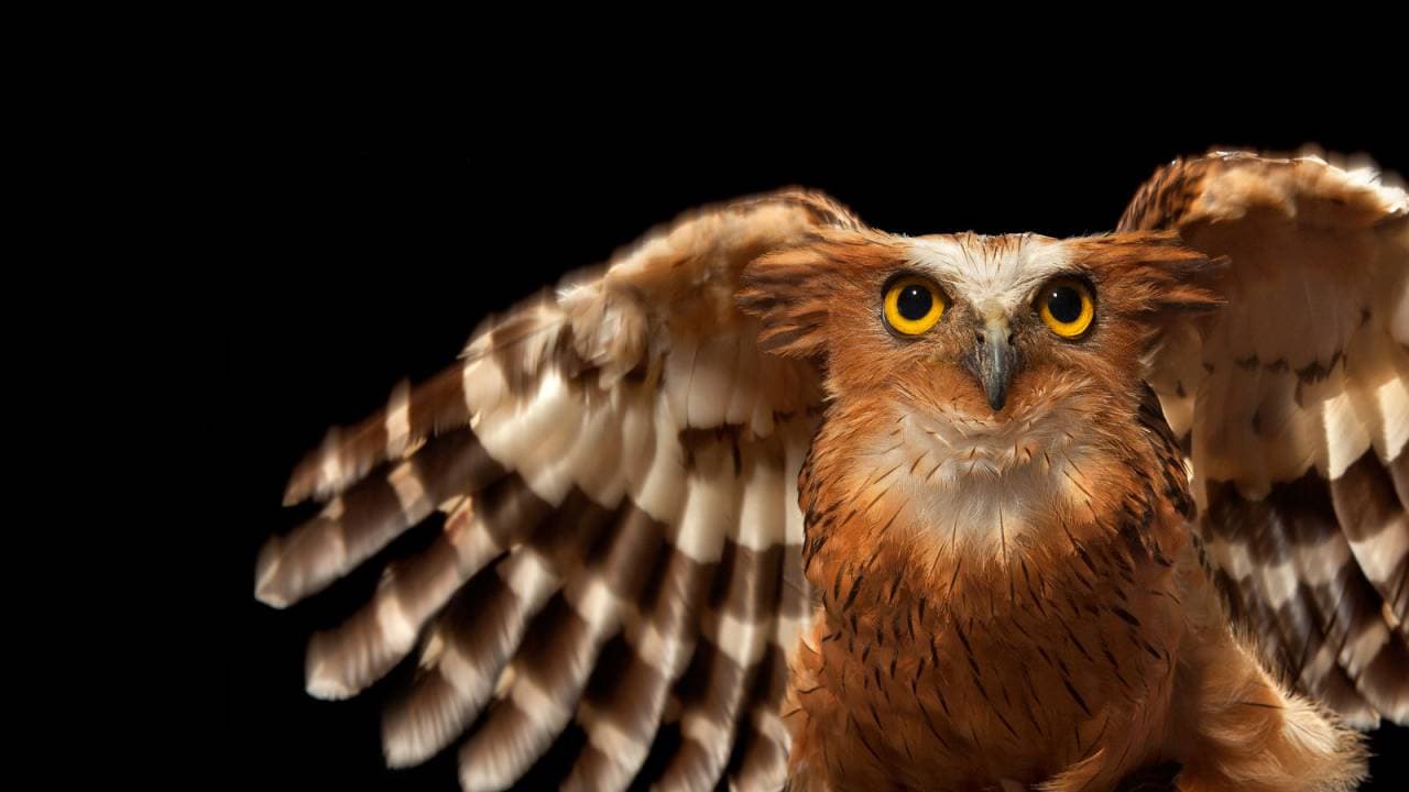Bali Bird Park Ticket - تصویر 15