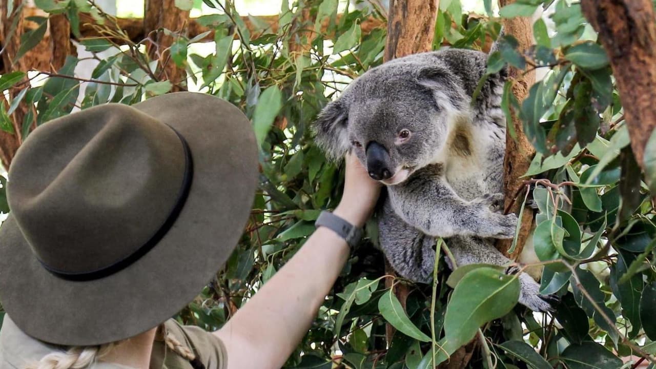 Lone Pine Koala Sanctuary Entry Ticket with Cruise from Brisbane City - تصویر 2