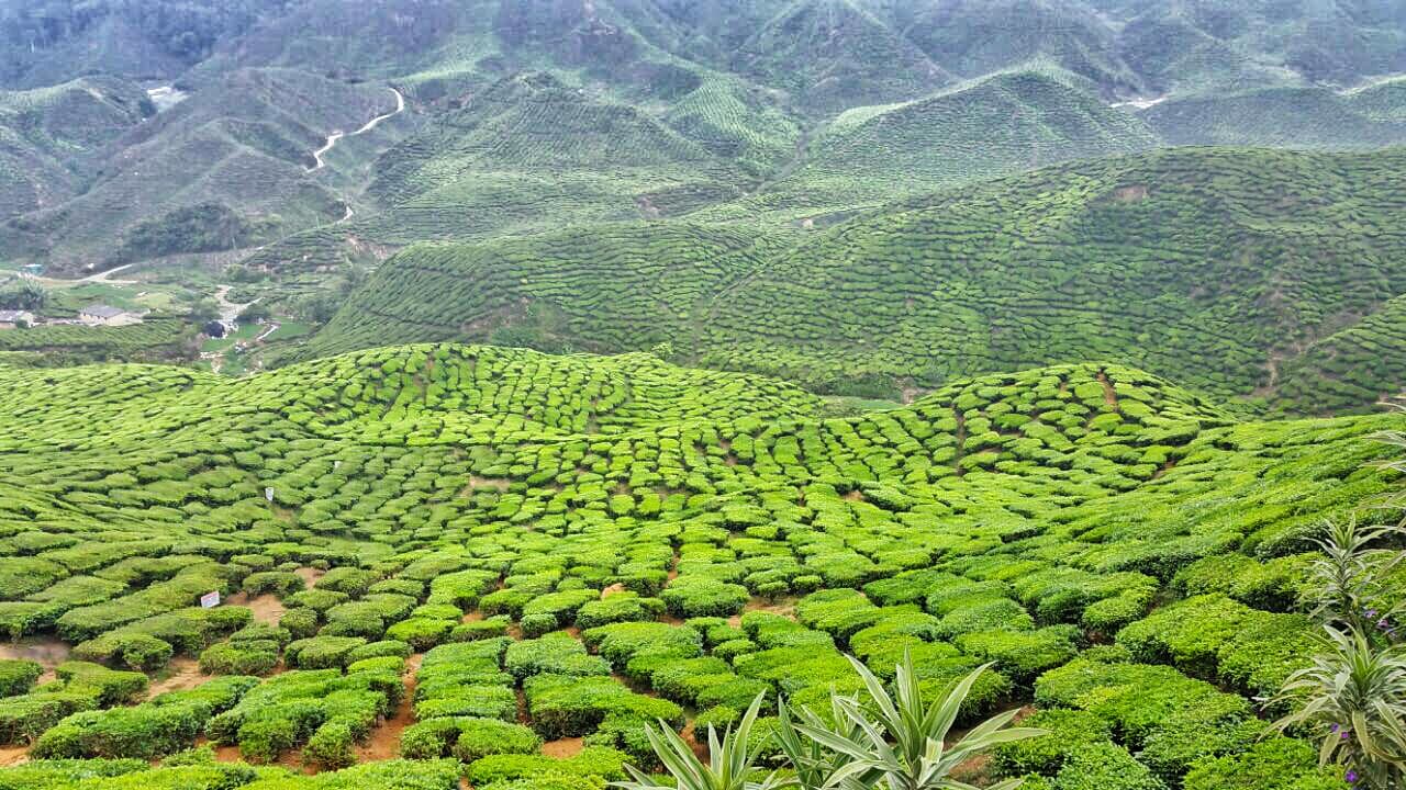 Cameron Highlands Tour from Kuala Lumpur - تصویر اصلی