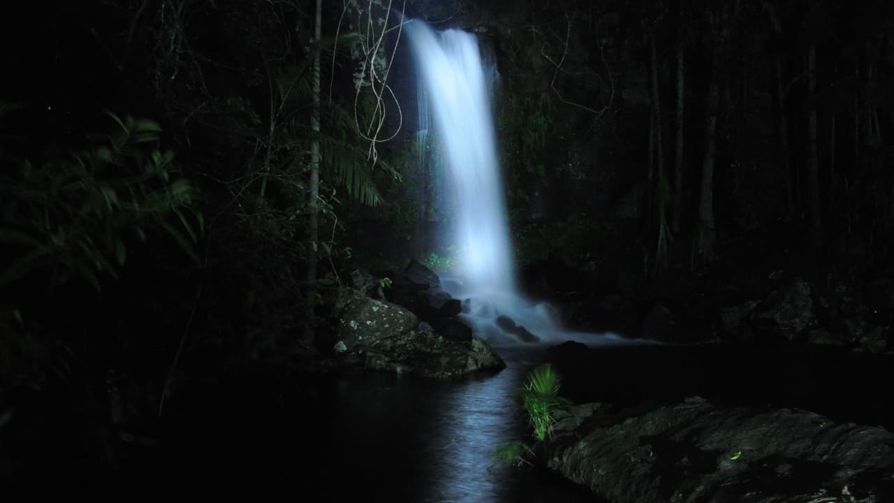 Guided Evening Rainforest Walk and Glow Worms Experience from Gold Coast - تصویر 4