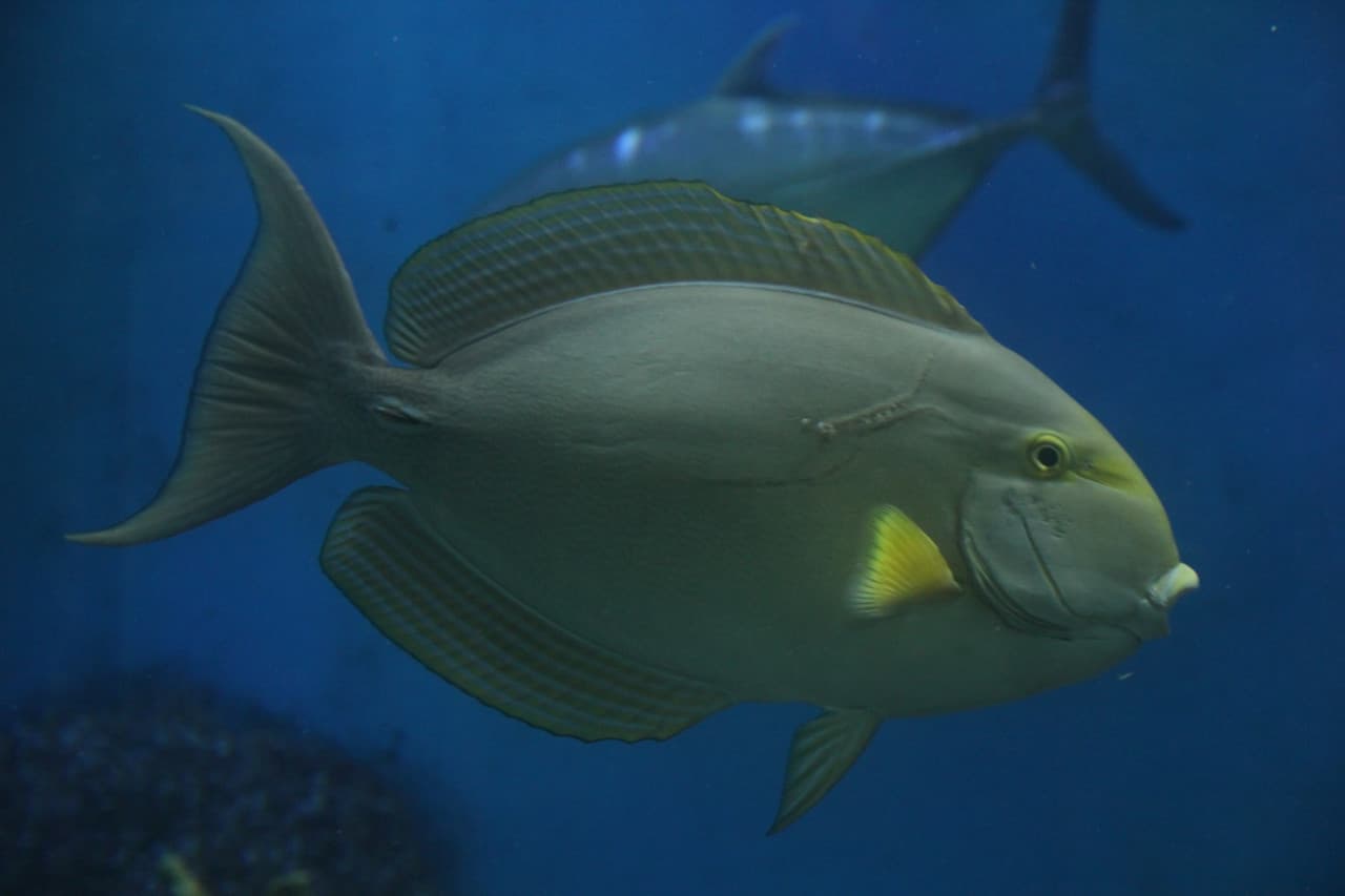 Underwater World Langkawi Ticket - تصویر 12