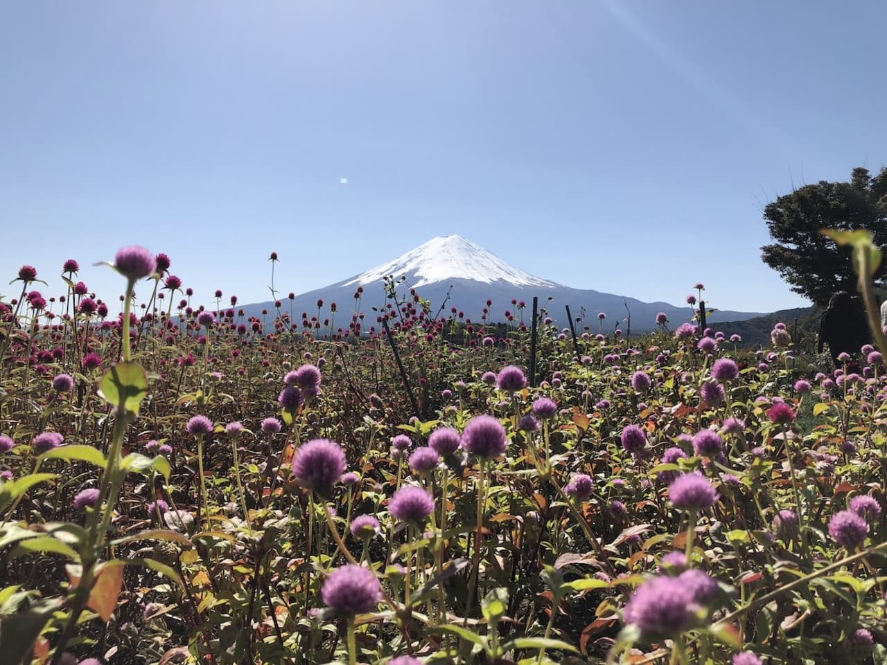 Mount Fuji Day Tour with Kawaguchiko Lake - تصویر 7