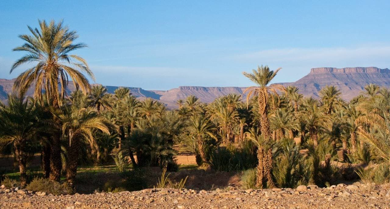 Quad Ride in Marrakech with Round Trip Transfers - تصویر اصلی
