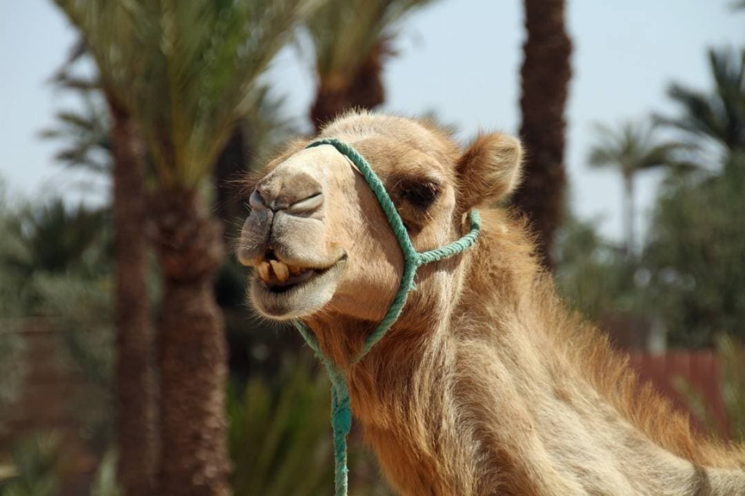 Camel Ride in Marrakech Palm Grove - تصویر 3