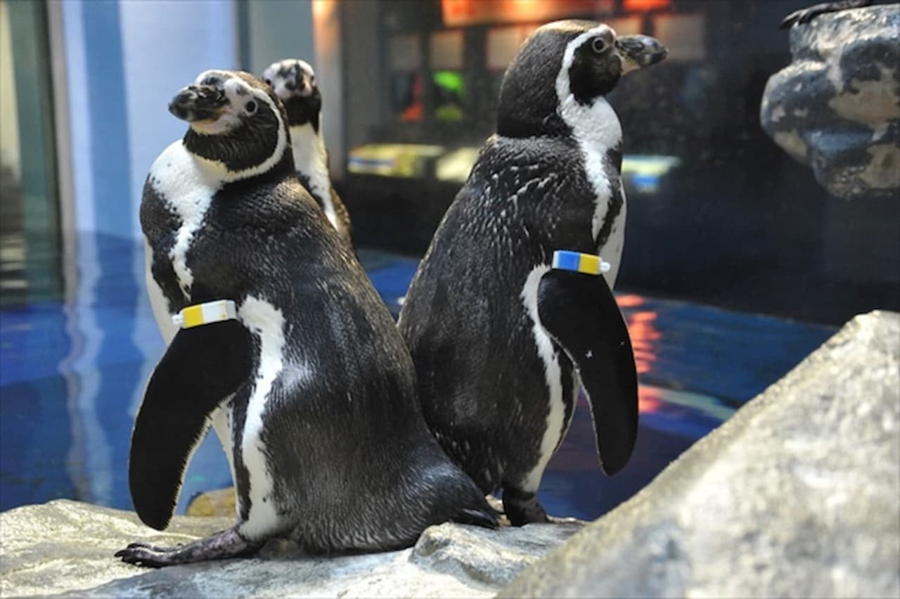Enoshima Aquarium Ticket - تصویر 4