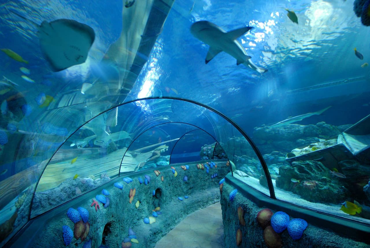 Gardaland SEA LIFE Aquarium Ticket - تصویر 6