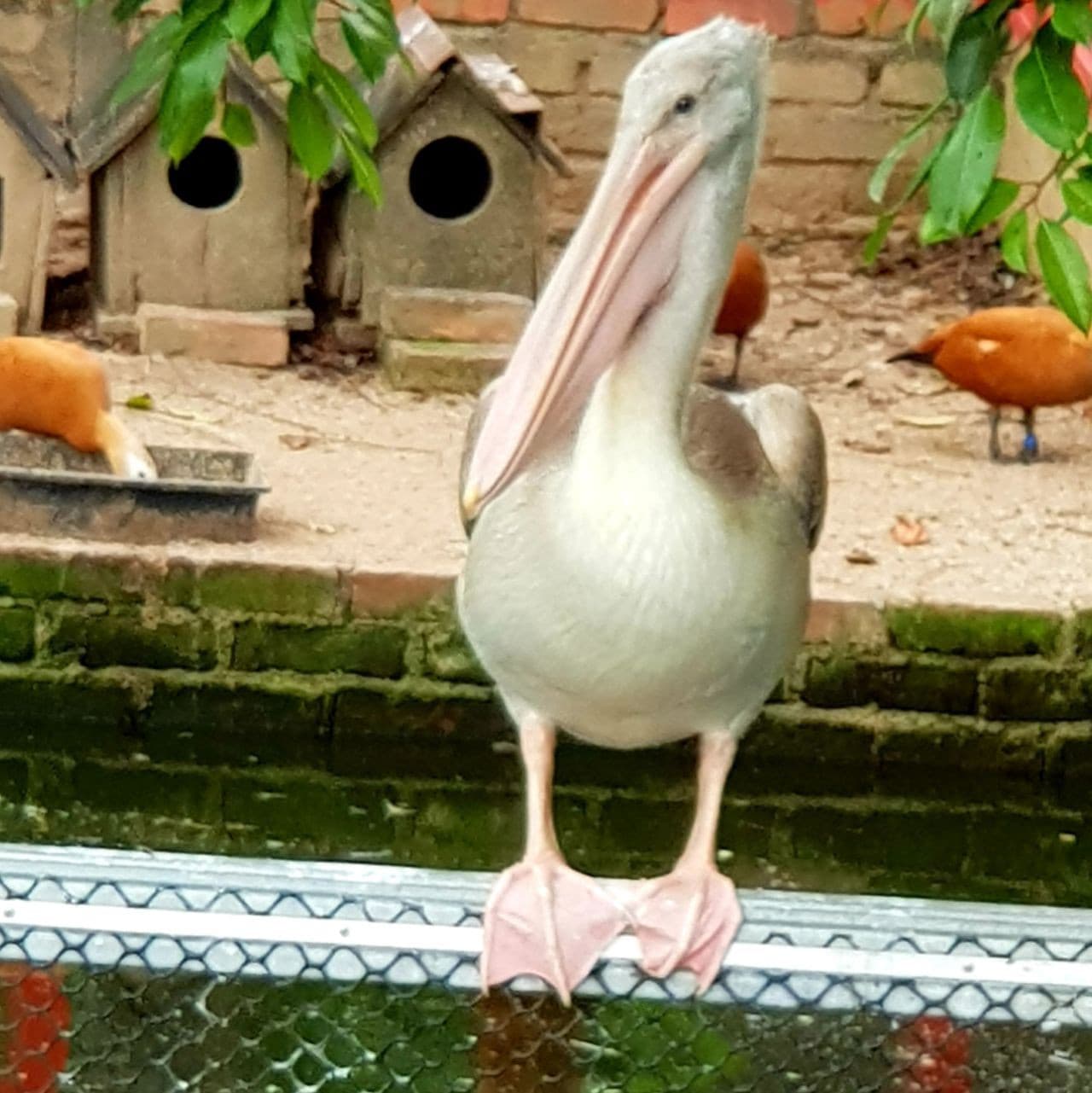 Penang Bird Park - تصویر 6