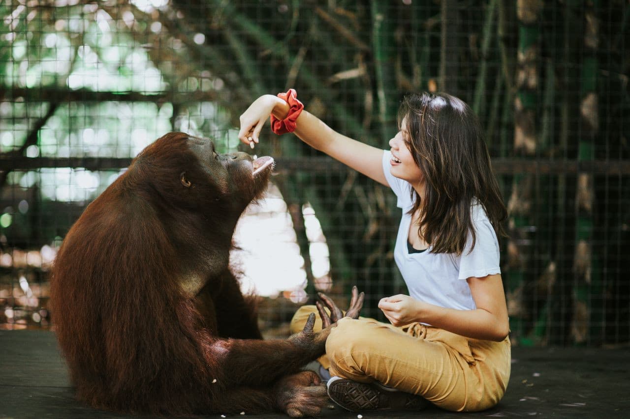Lombok Wildlife Park Orangutan Interaction - تصویر اصلی