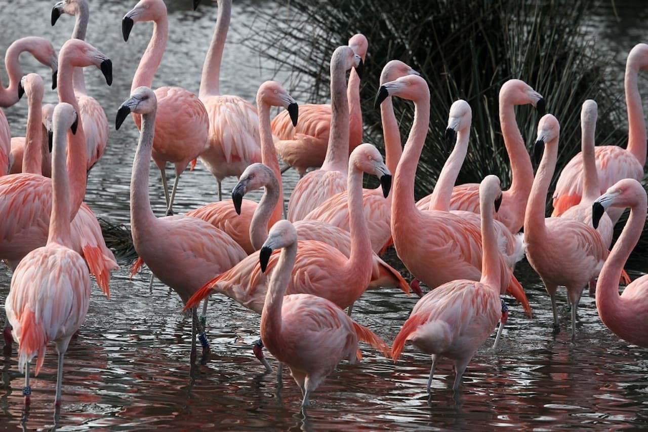 ARTIS Royal Zoo - تصویر 8