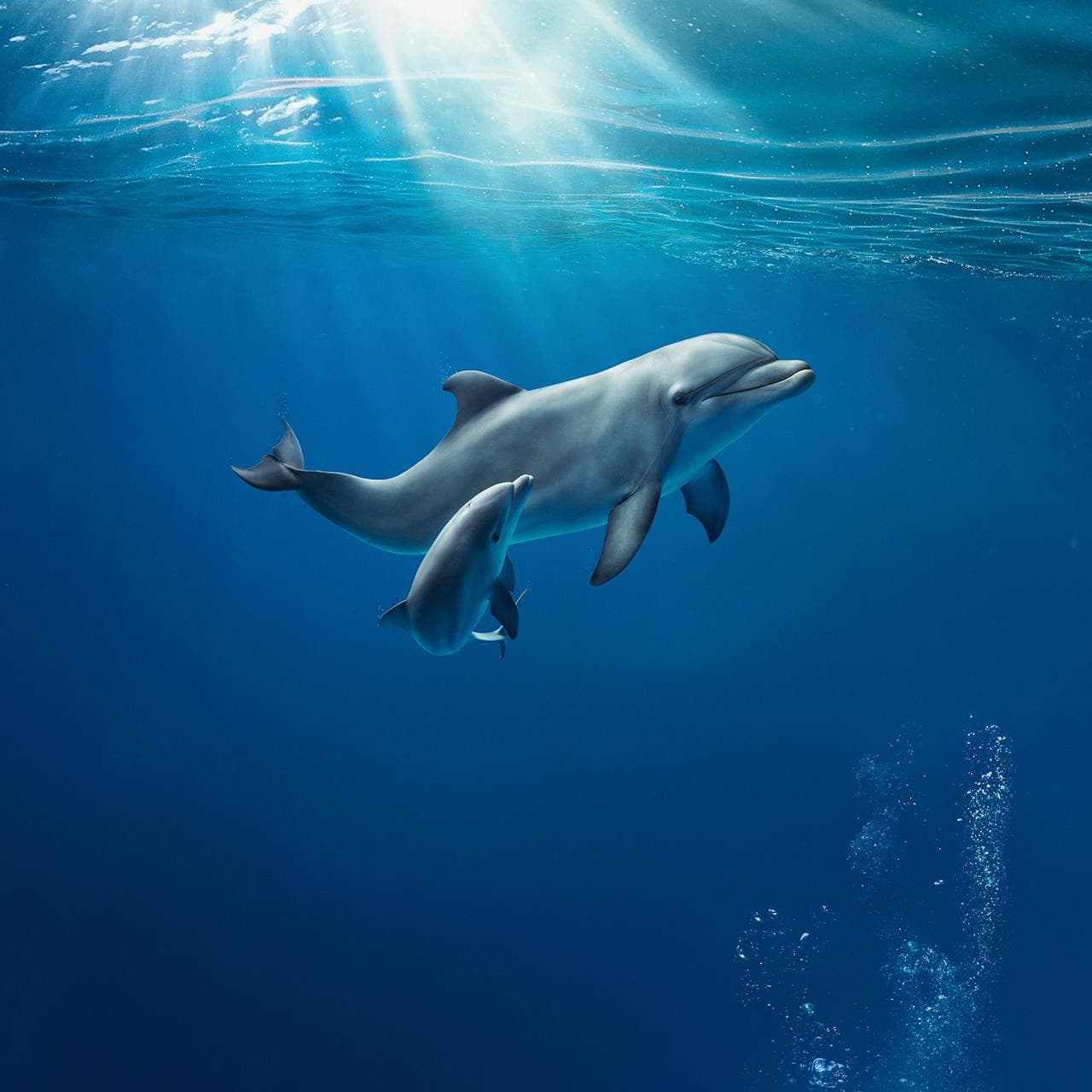 Aquarium of Genoa Ticket - تصویر اصلی