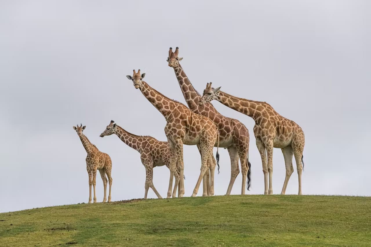 2-Visit Pass: San Diego Zoo + San Diego Zoo Safari Park Tickets - تصویر 12