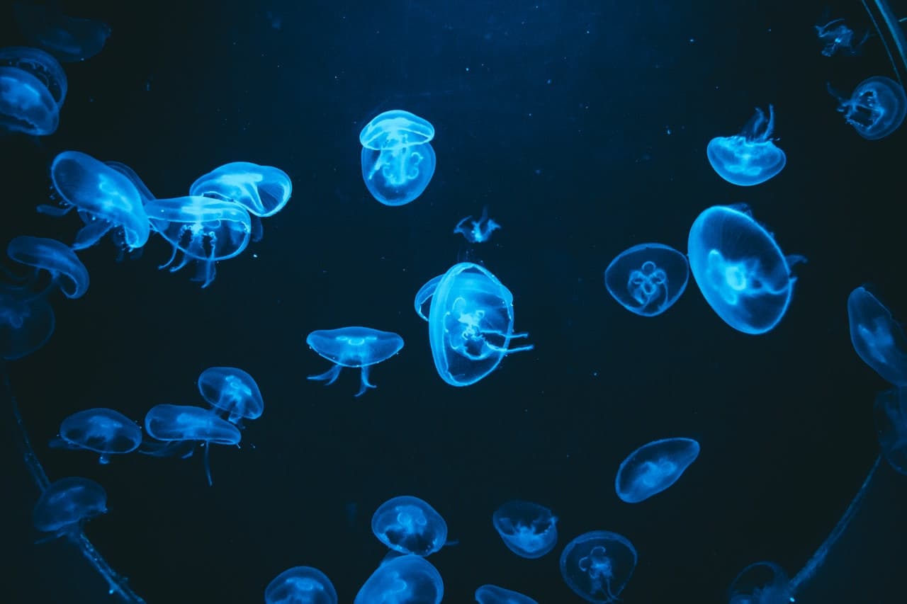 Barcelona Aquarium Ticket - تصویر 5