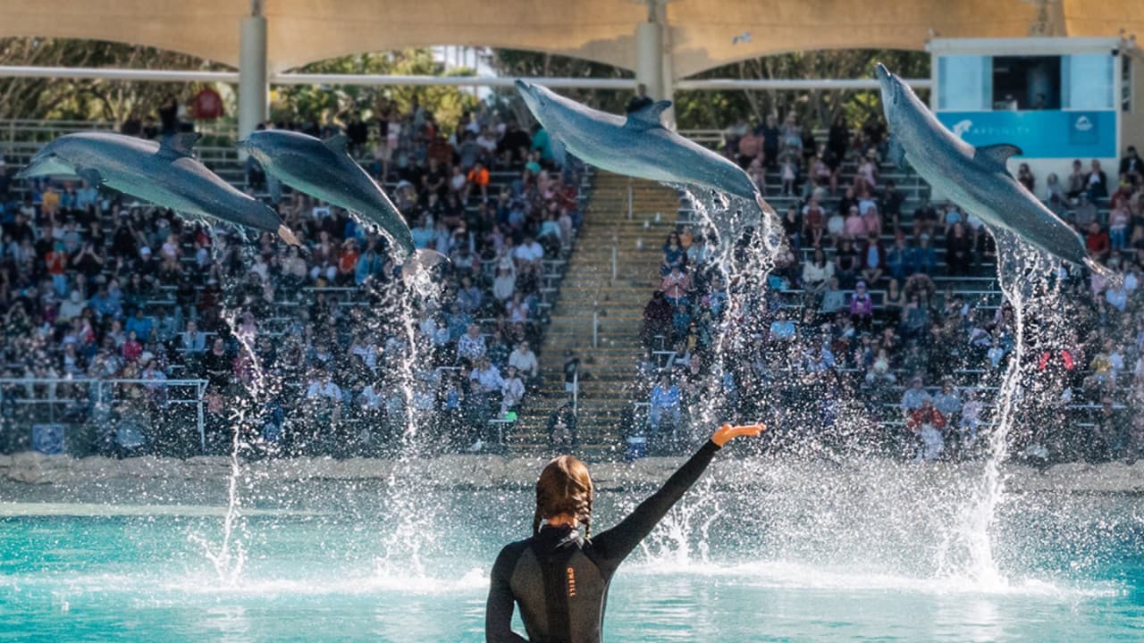 Sea World Gold Coast Ticket - تصویر اصلی
