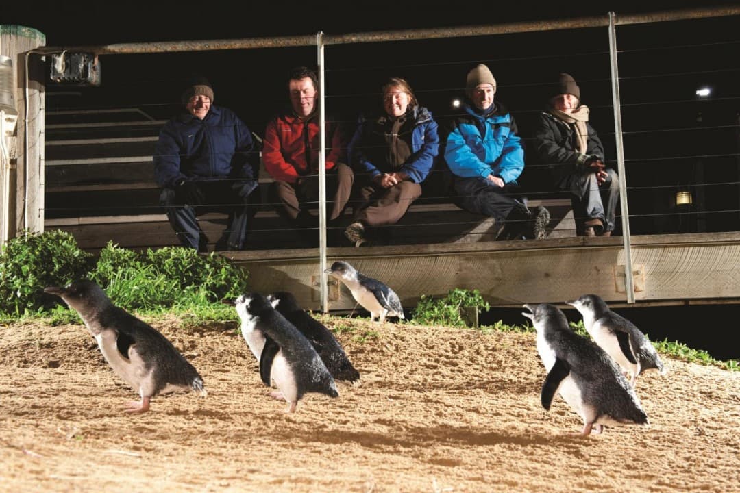 Phillip Island with Penguin Parade Eco Tour - تصویر 5