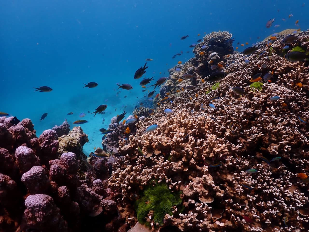 Raya Noi, Raya Yai, and Maiton Island Snorkelling Tour from Phuket - تصویر 11