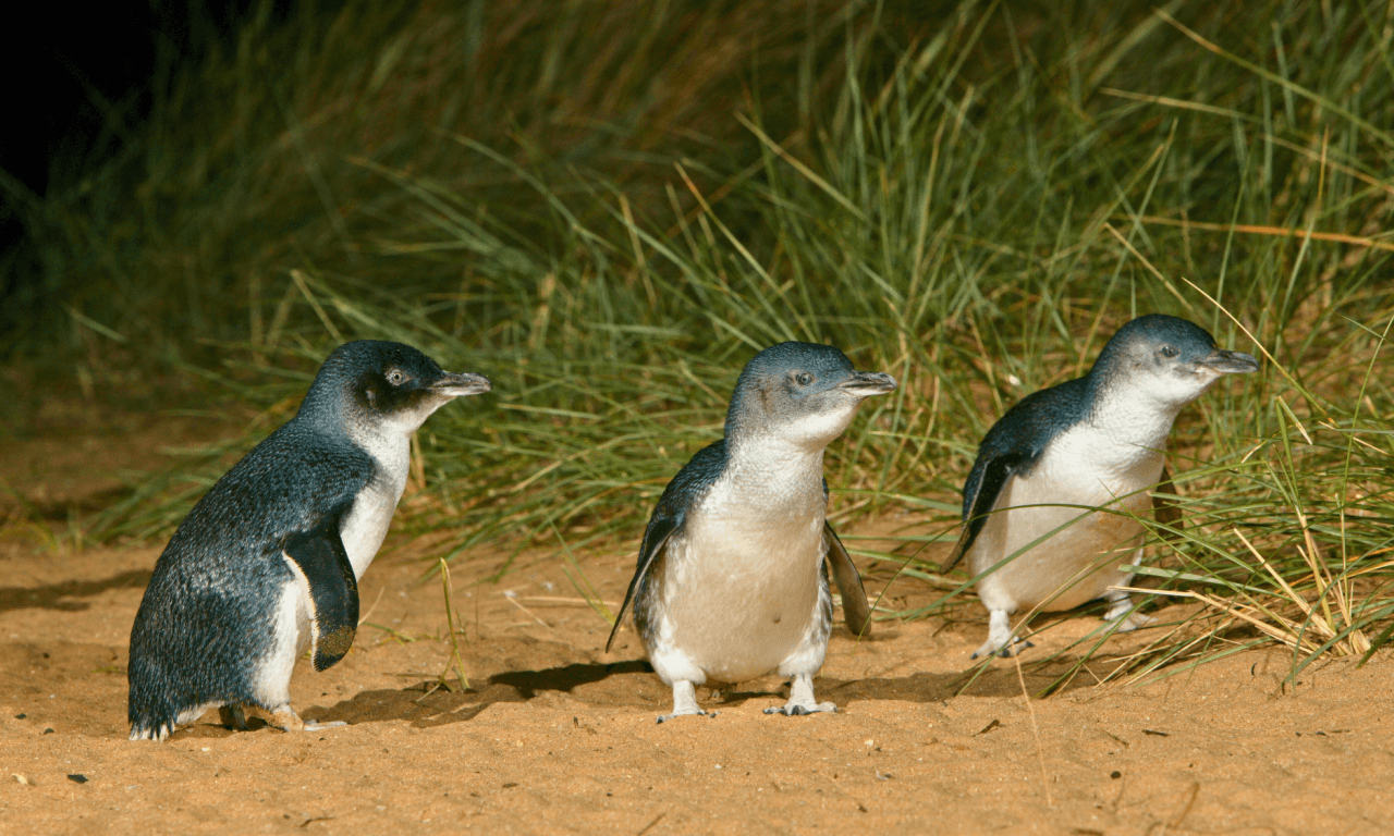 Melbourne City Discovery Tour with Penguin Parade - تصویر 3