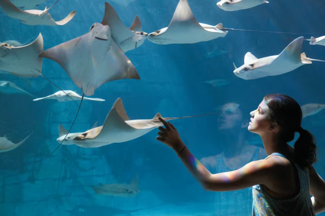 SeaWorld Orlando Ticket: Direct Entry + Optional All-Day Dining Deal + Multi-Park Discount Ticket - تصویر 15