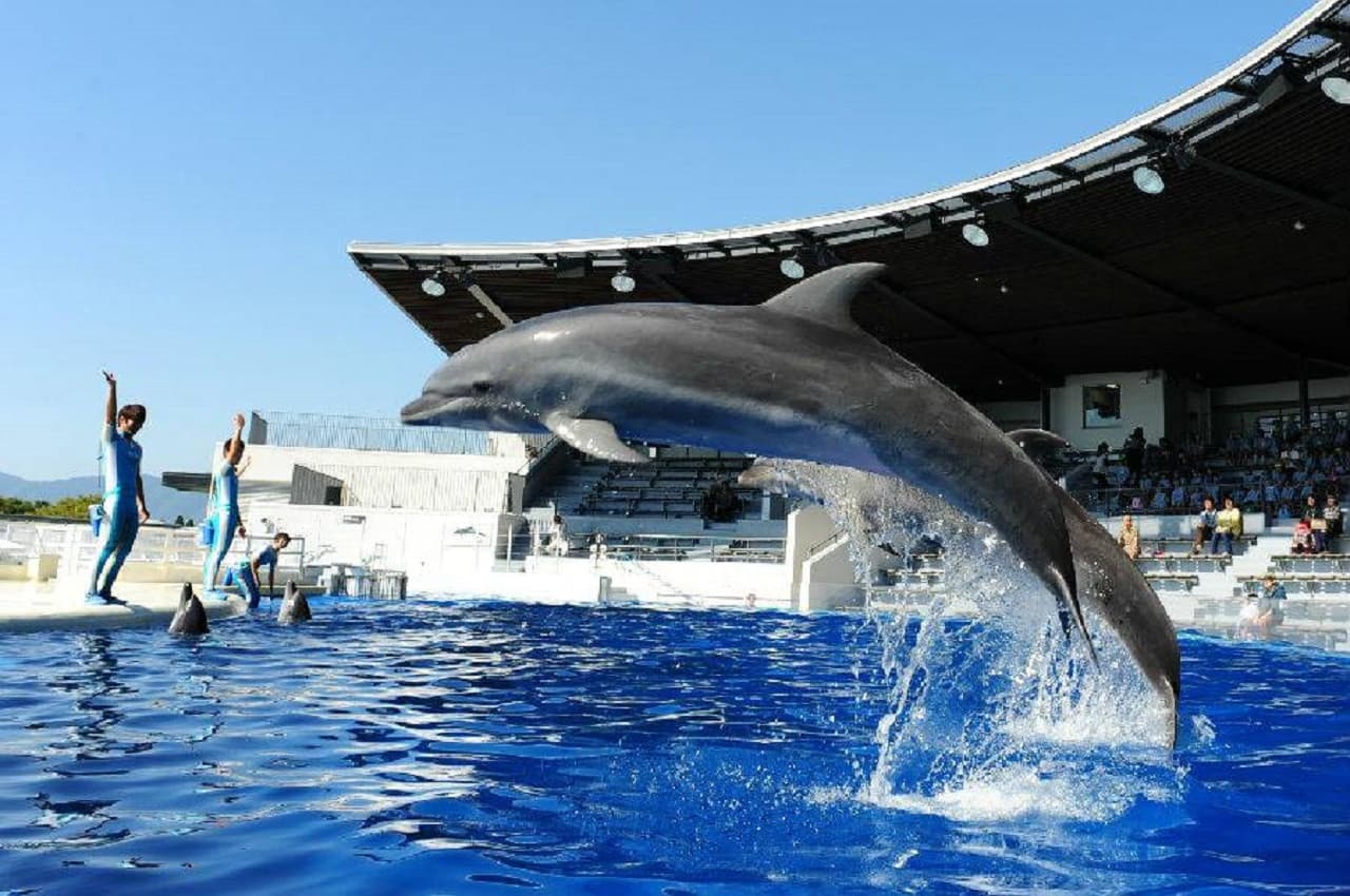 Kyoto Aquarium Ticket - تصویر اصلی