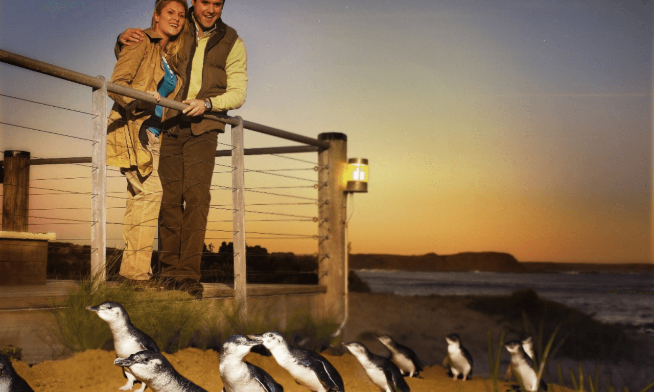 Penguins Express Tour from Melbourne - تصویر 14
