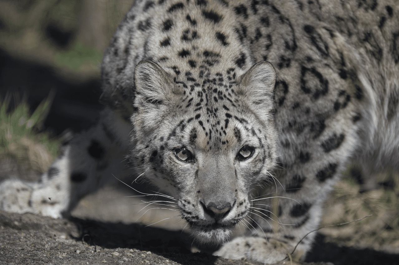 Central Park Zoo - تصویر 7
