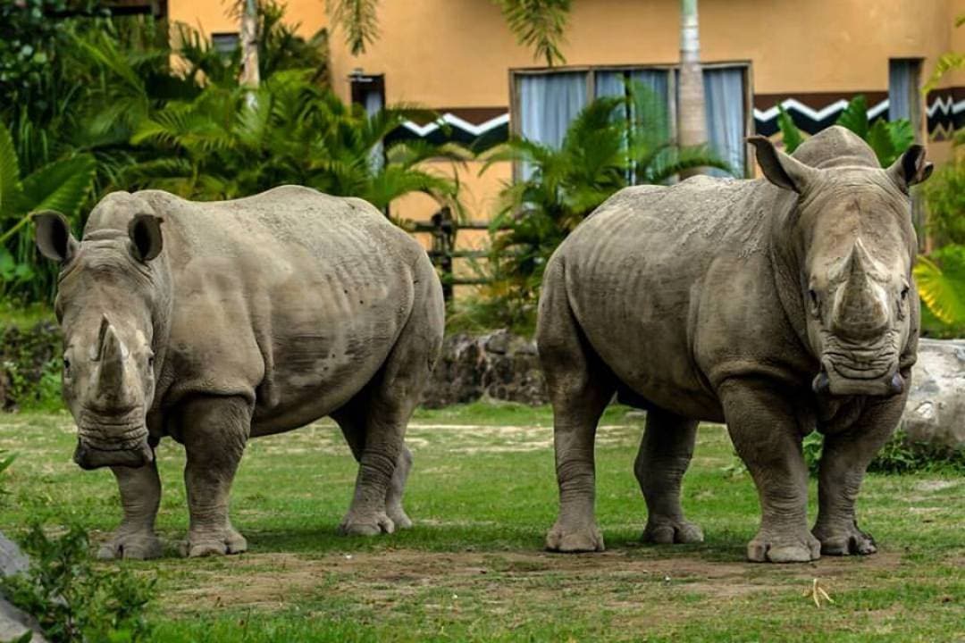 Bali Safari Park Ticket - تصویر 10