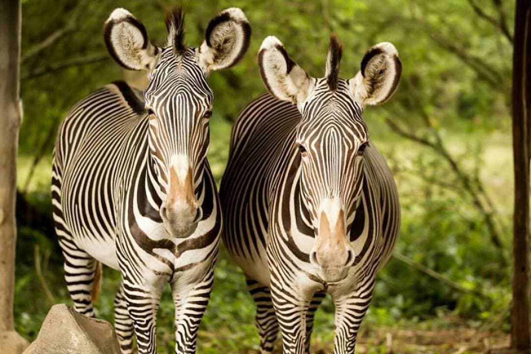 Bali Safari Park Ticket - تصویر 9