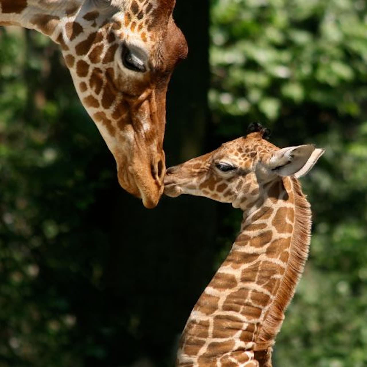 ARTIS Royal Zoo - تصویر 7