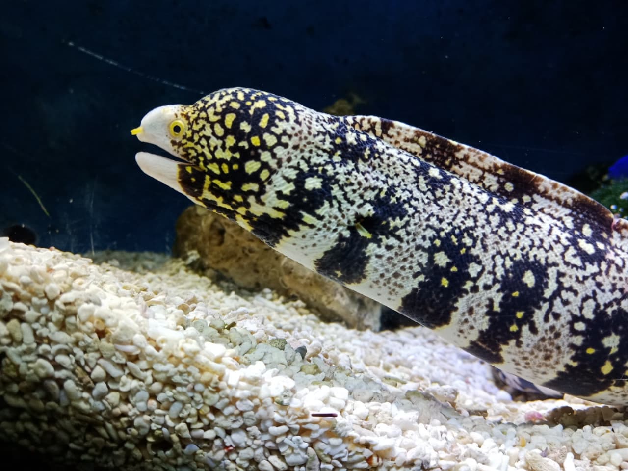 Underwater World Langkawi Ticket - تصویر 13