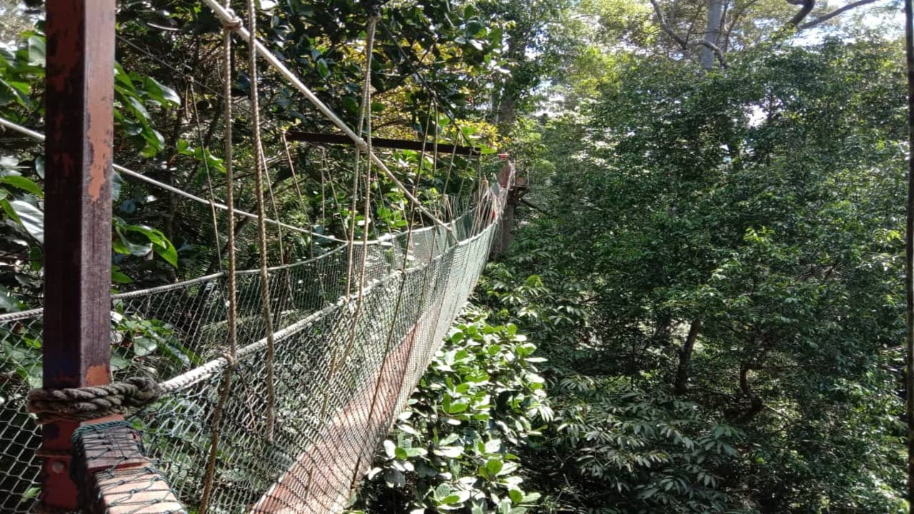 Taman Negara National Park Tour from Kuala Lumpur - تصویر 4