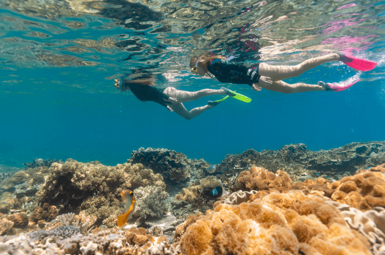 Great Barrier Reef Pontoon Full-Day Tour at Moore Reef - تصویر 4