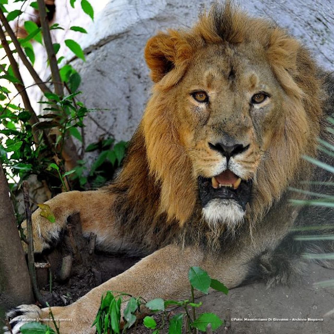 Bioparco: The Zoo of Rome - تصویر 4