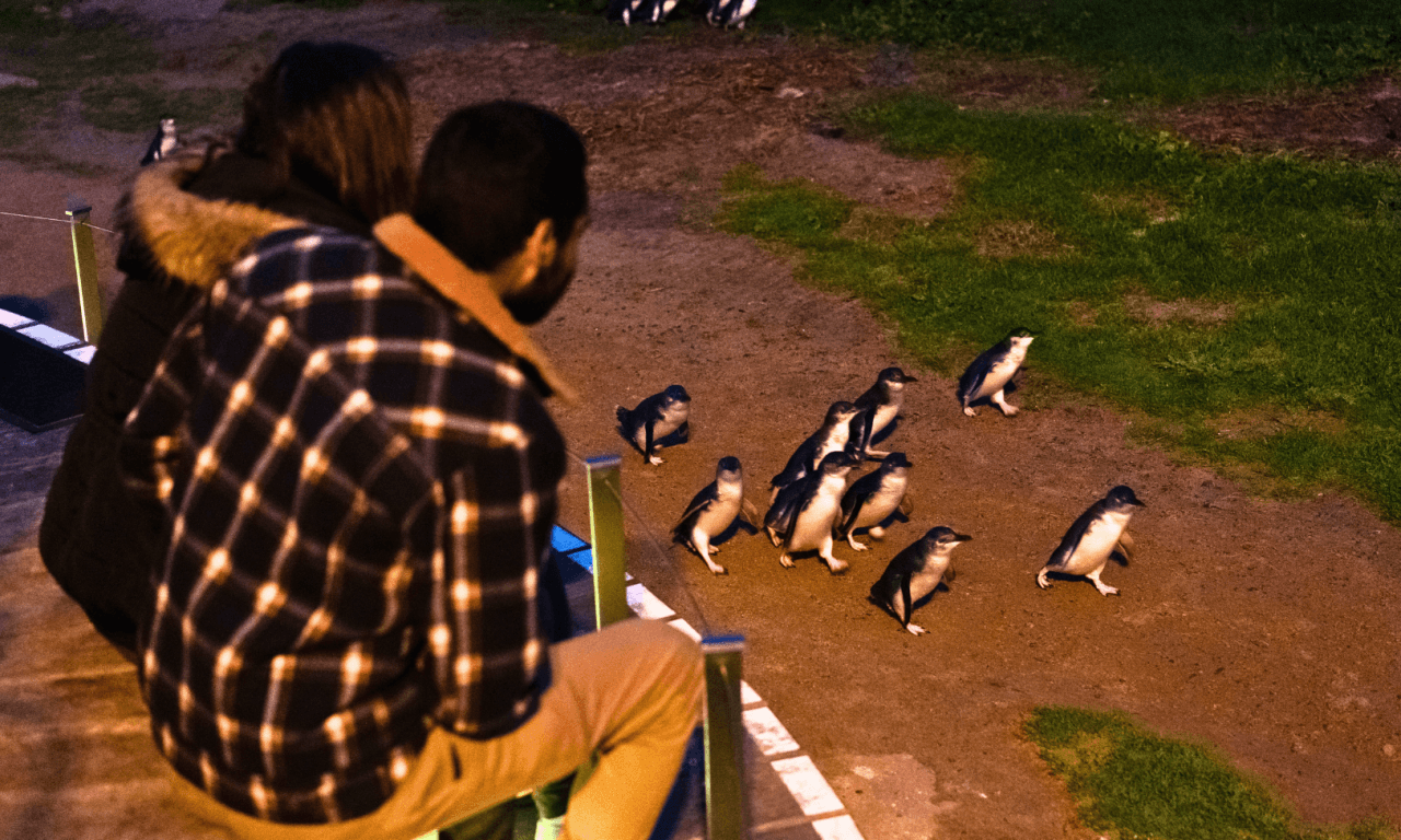 Penguins Express Tour from Melbourne - تصویر 2