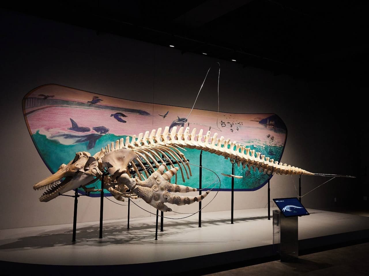 Kobe Suma Sea World Ticket - تصویر 4