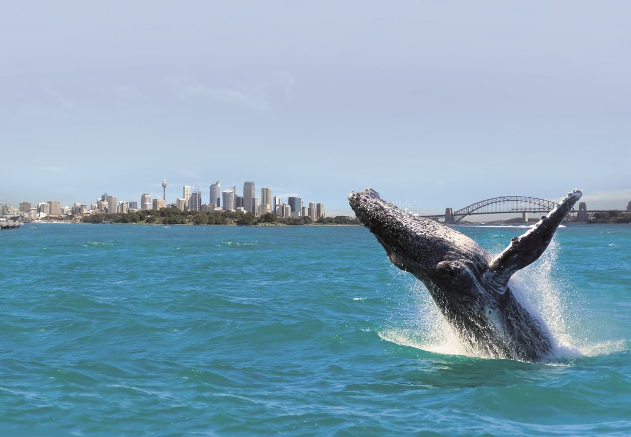 Sydney Whale Watching Cruise with Breakfast or Lunch with Sydney Princess Cruises - تصویر 2
