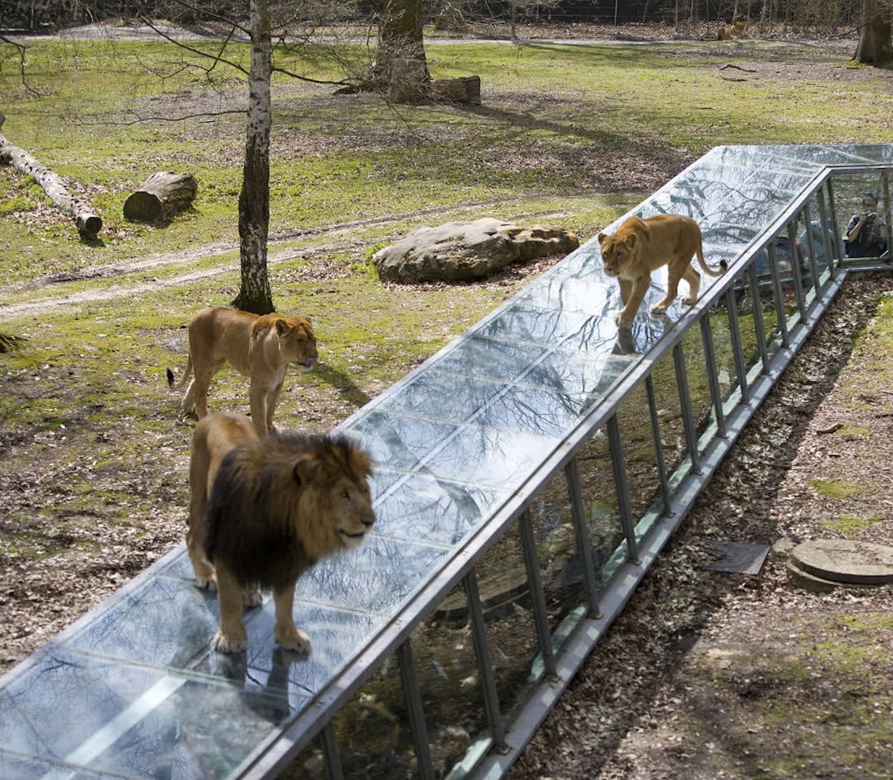 Thoiry ZooSafari: Skip The Line - تصویر 8