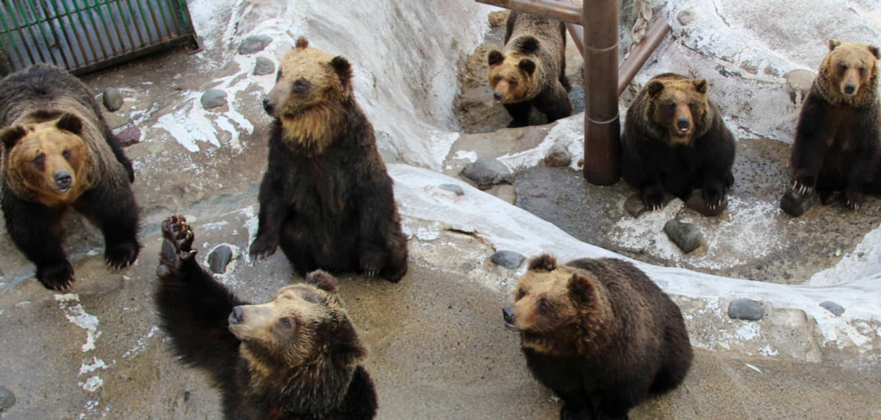 Hokkaido Noboribetsu Bear Park Ticket - تصویر اصلی